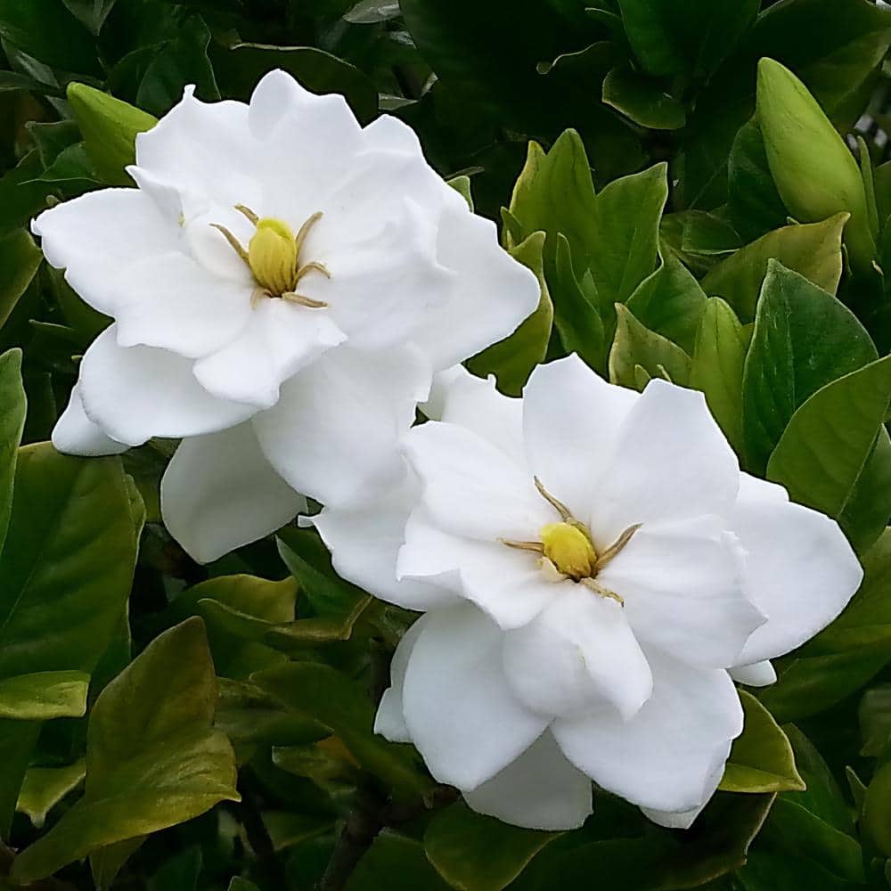 2.5 qt. Gardenia August Beauty Flowering Shrub with White Blooms - Hercitys