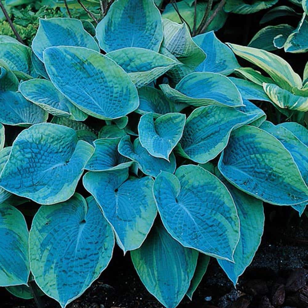 1 Gal. Pot, Tokudama Flavorcircinalis Hosta Potted Perennial Plant (1-Pack) - Hercitys