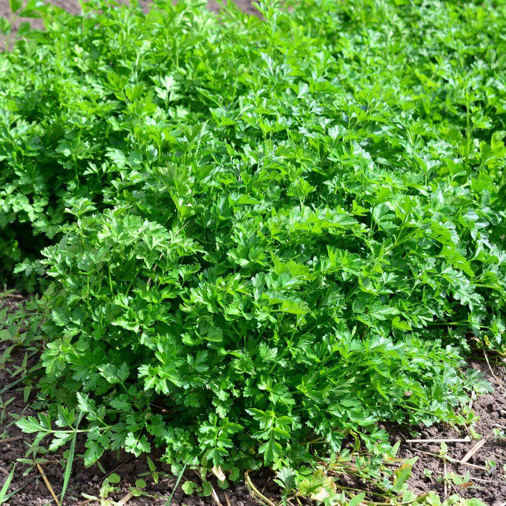 3.3 in. Parsley Culinary Kitchen Herb Seed Grow Kit - Hercitys