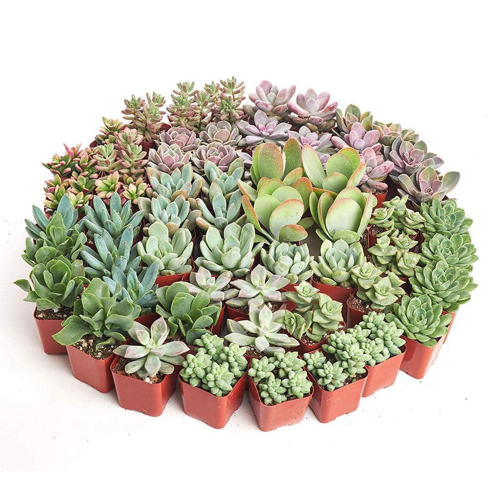 2 in. Premium Pastel Succulent (Collection of 100) - Hercitys
