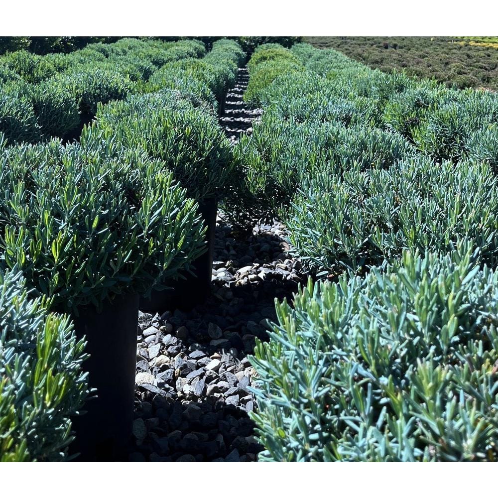 1.5 Gal. Bog Rosemary Andromeda Live Shrub with Pale Pink Flowers - Hercitys