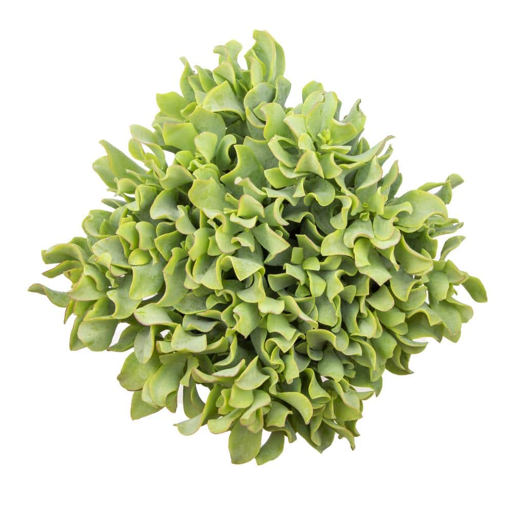 1G Crassula Ripple Jade Tm – Single - Hercitys