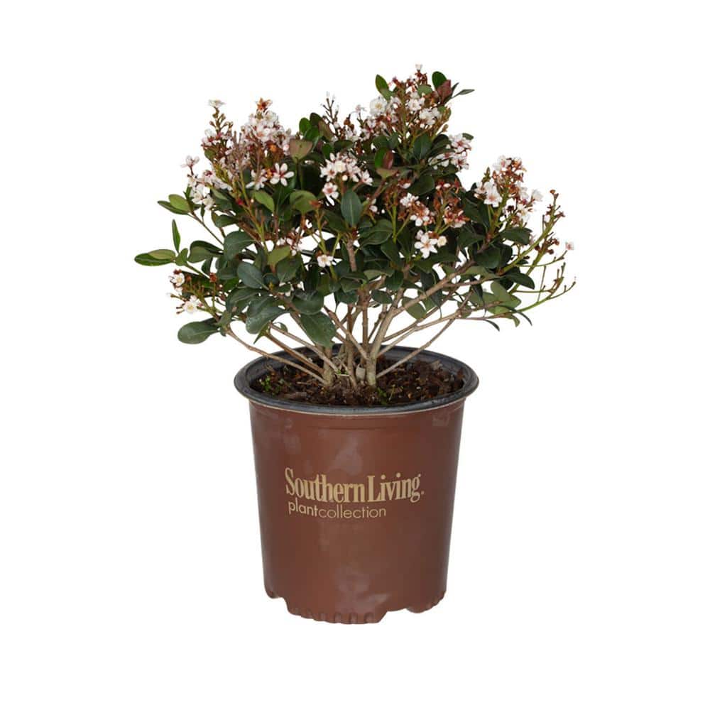 2 Gal. Spring Sonata Indian Hawthorn, Live Evergreen Shrub, White Flower Clusters - Hercitys