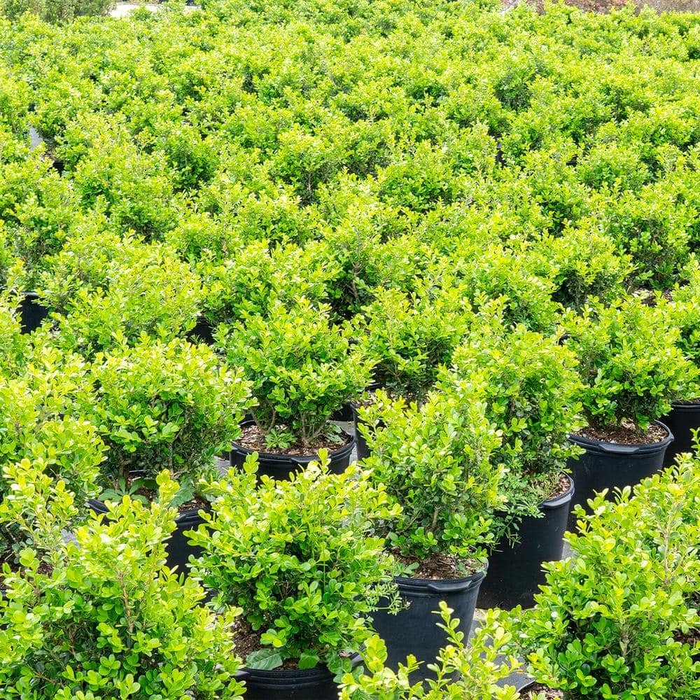 3 Gal. Japanese Boxwood Shrub (2-Pack) - Hercitys