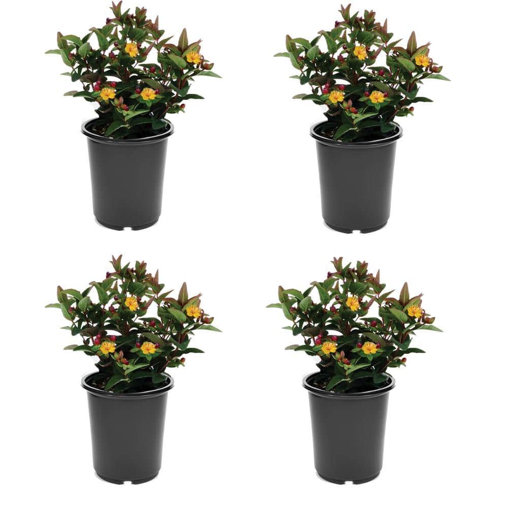 2.5 qt. Yellow Hypericum Granger Perennial (4-Pack) - Hercitys