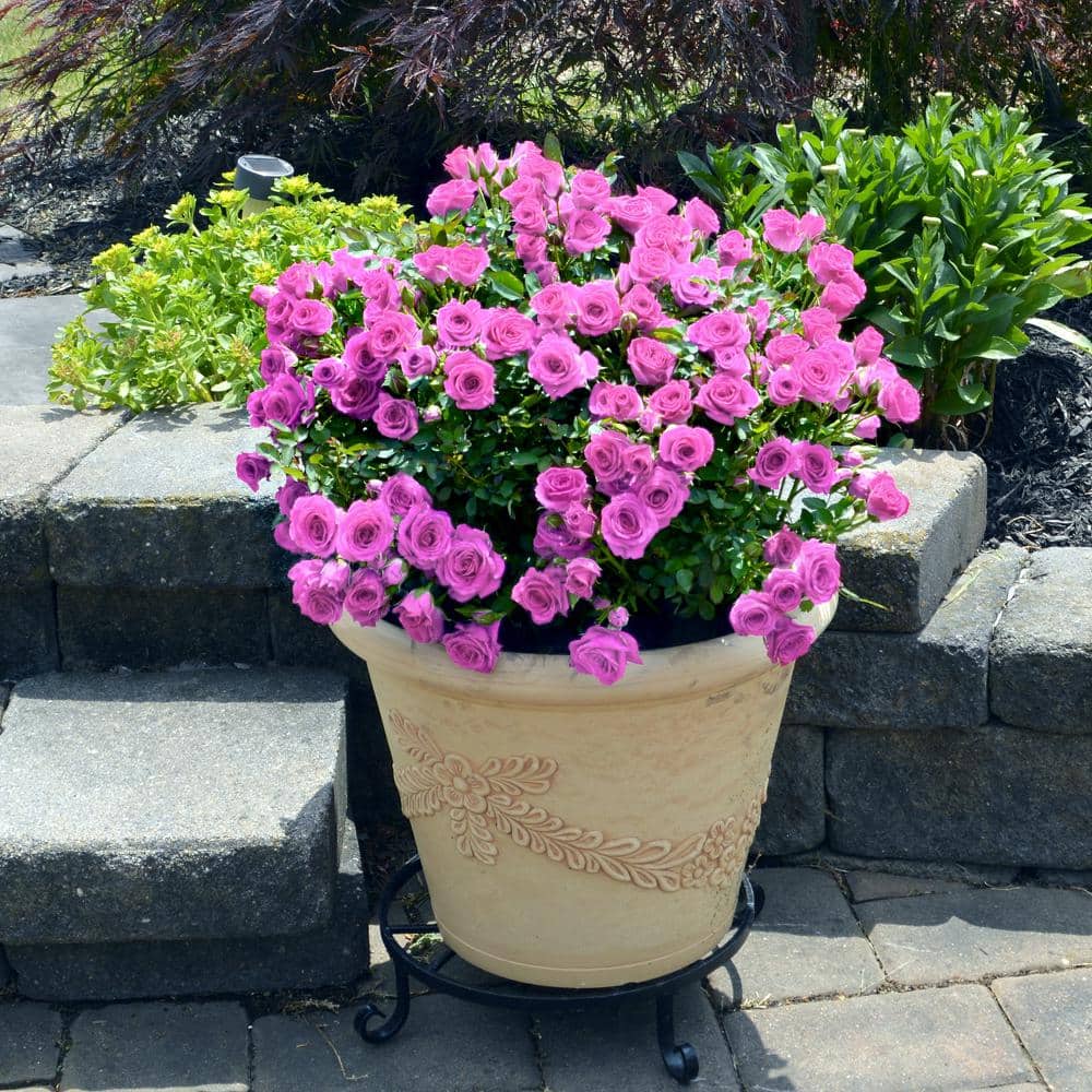 2 gal. Rose Lavender Jewel with Purple Flowers - Hercitys