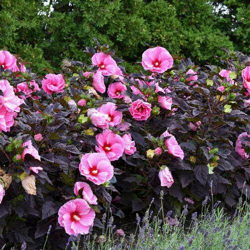 2 Gal. Proven Winners Hibiscus Summerific Edge of Night Perennial Plant (1-Pack) - Hercitys
