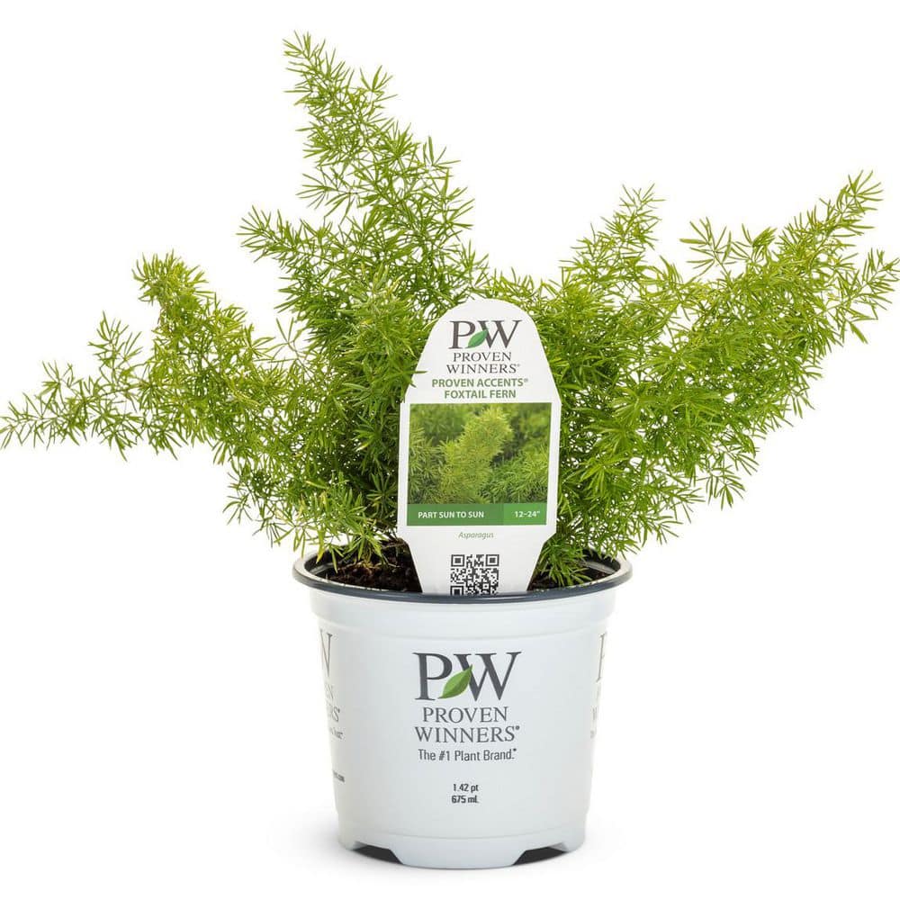 4.5 in. Qt. Myersii Foxtail Fern (Asparagus Densiflorus) Live Annual Plant with Green Foliage - Hercitys