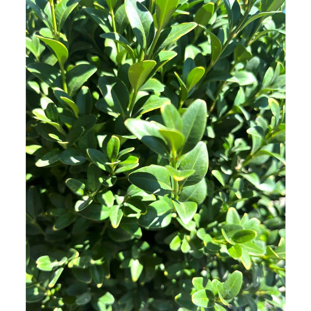 2.25 Gal. Green Mountain Live Boxwood (Buxus) Live Shrub - Hercitys