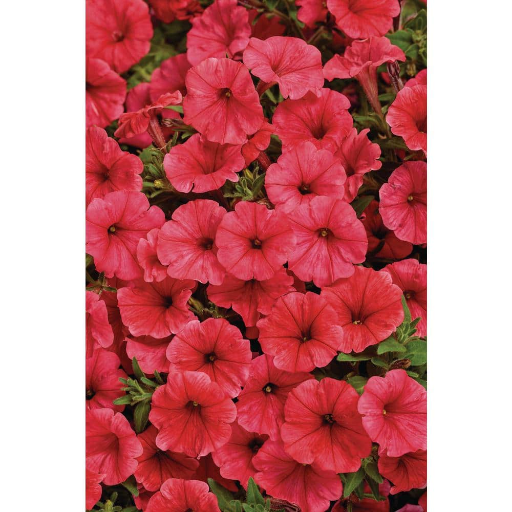 4.25 in. Eco+Grande, Supertunia Mini Vista Scarlet (Petunia hybrid), Live Plant, Red Flowers (4-Pack) - Hercitys