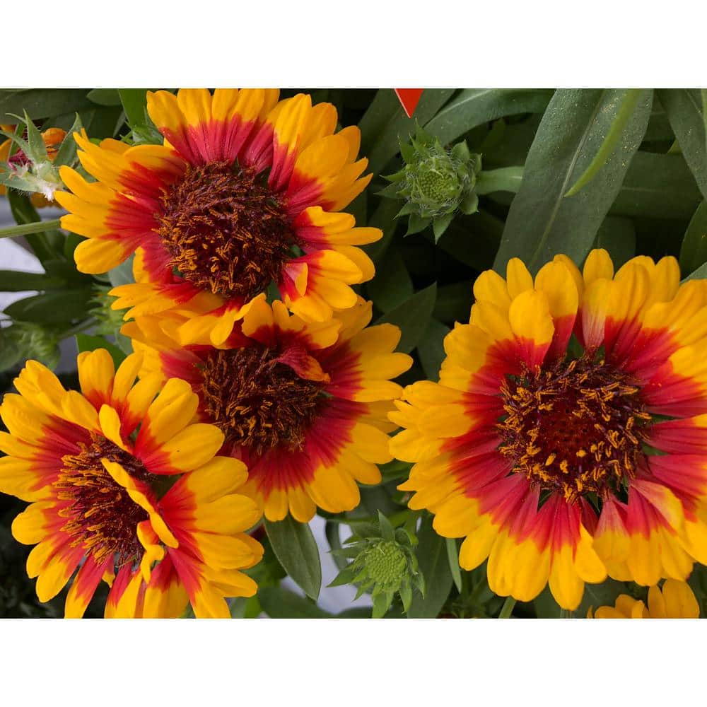2.5 qt. Gaillardia Starburst Plant in Grower’s Pot (2-Packs) - Hercitys