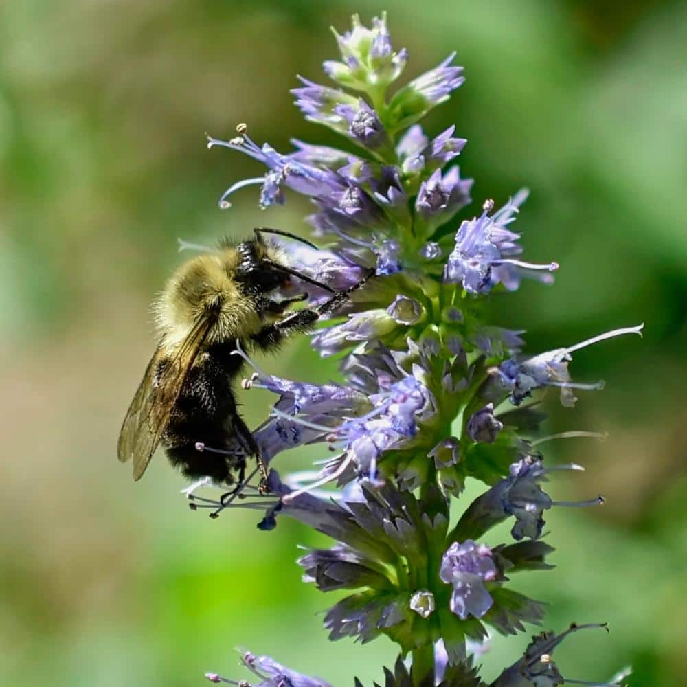 3.25 in. Agastache Bayou Blue Perennial Plant with Blue Flowers (3-Pack) - Hercitys