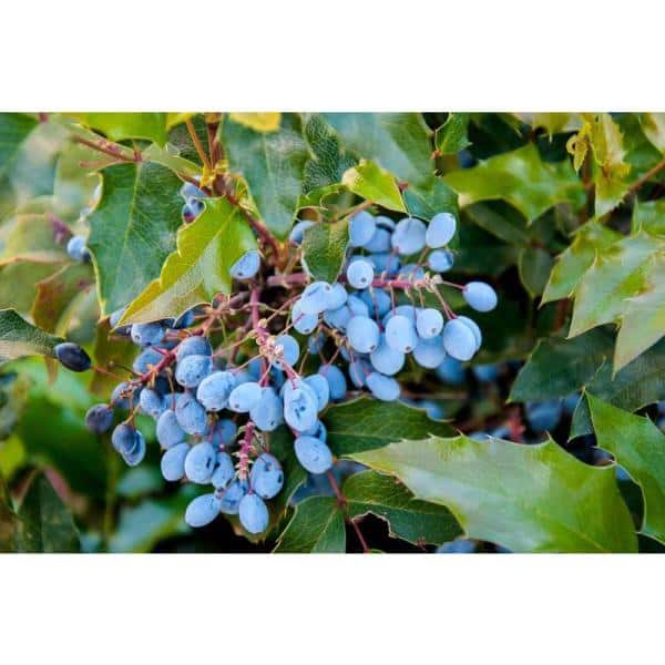 1 gal. Oregon Grape Flowering Shrub with Evergreen and Burgundy Foliage, Yellow Flowers and Blue Fruit (2-Pack) - Hercitys