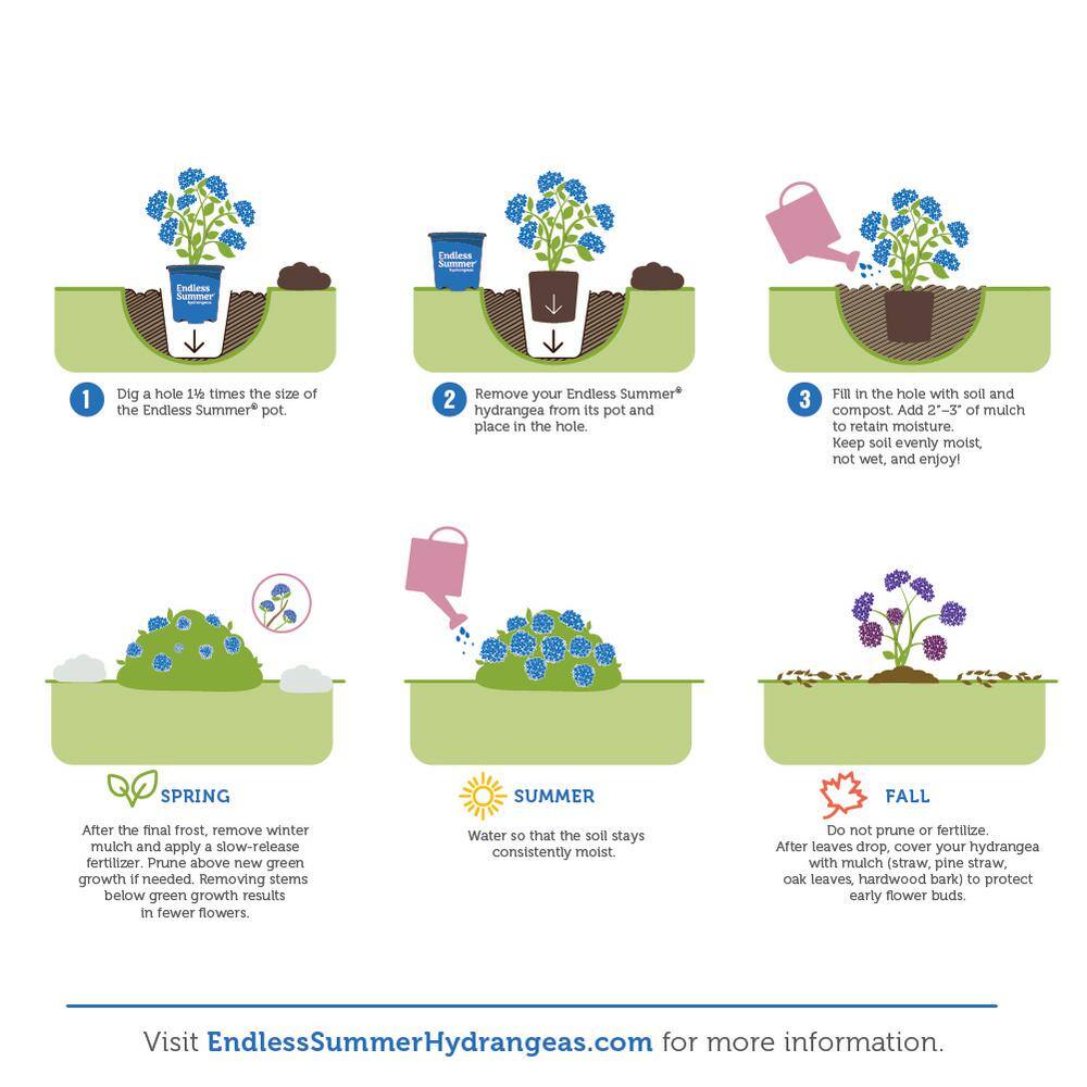 3 Gal. Blushing Bride Reblooming Hydrangea Flowering Shrub, White to Blush Pink Flowers - Hercitys