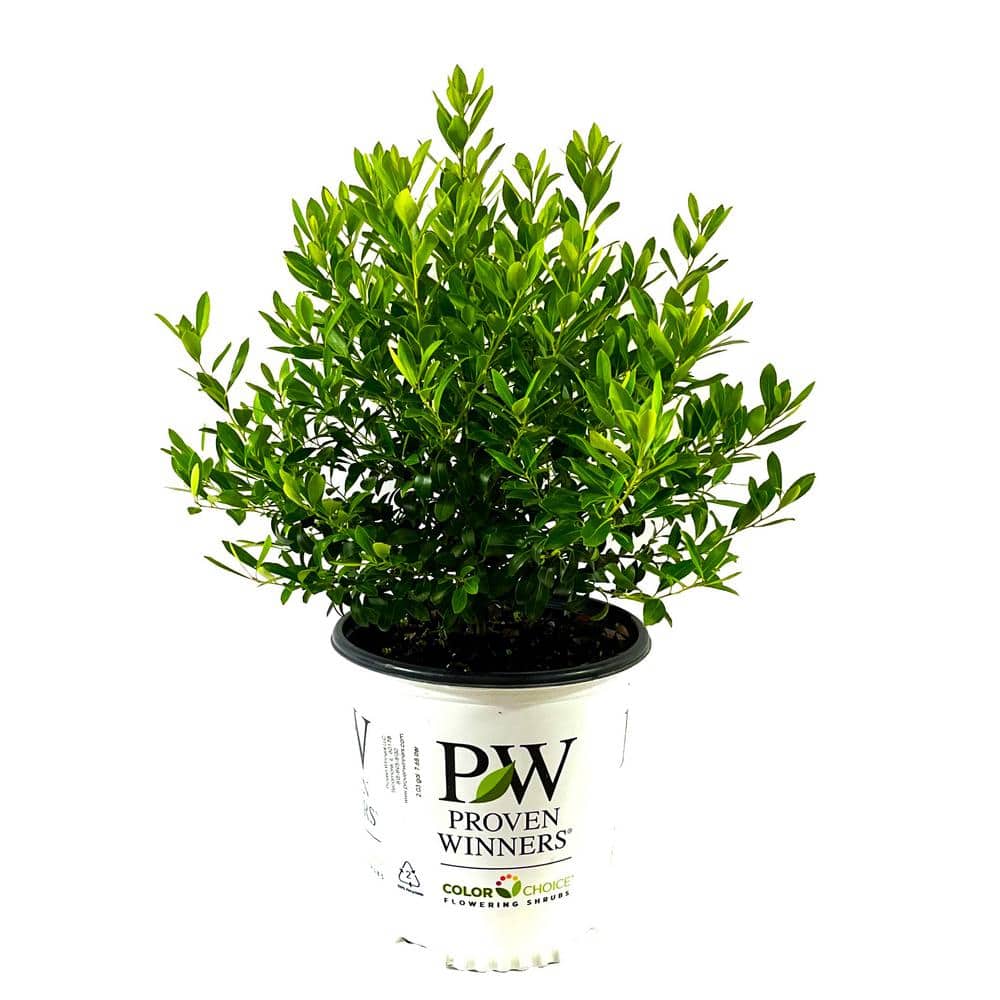 2 Gal. Strongbox Inkberry Holly (Ilex) Live Shrub - Hercitys