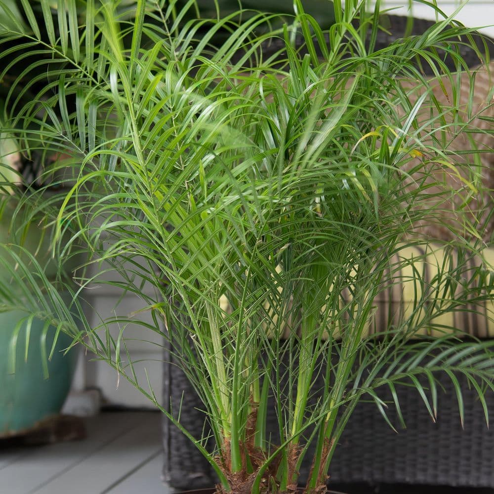 2 Gal. Robellini Palm Tree - Hercitys