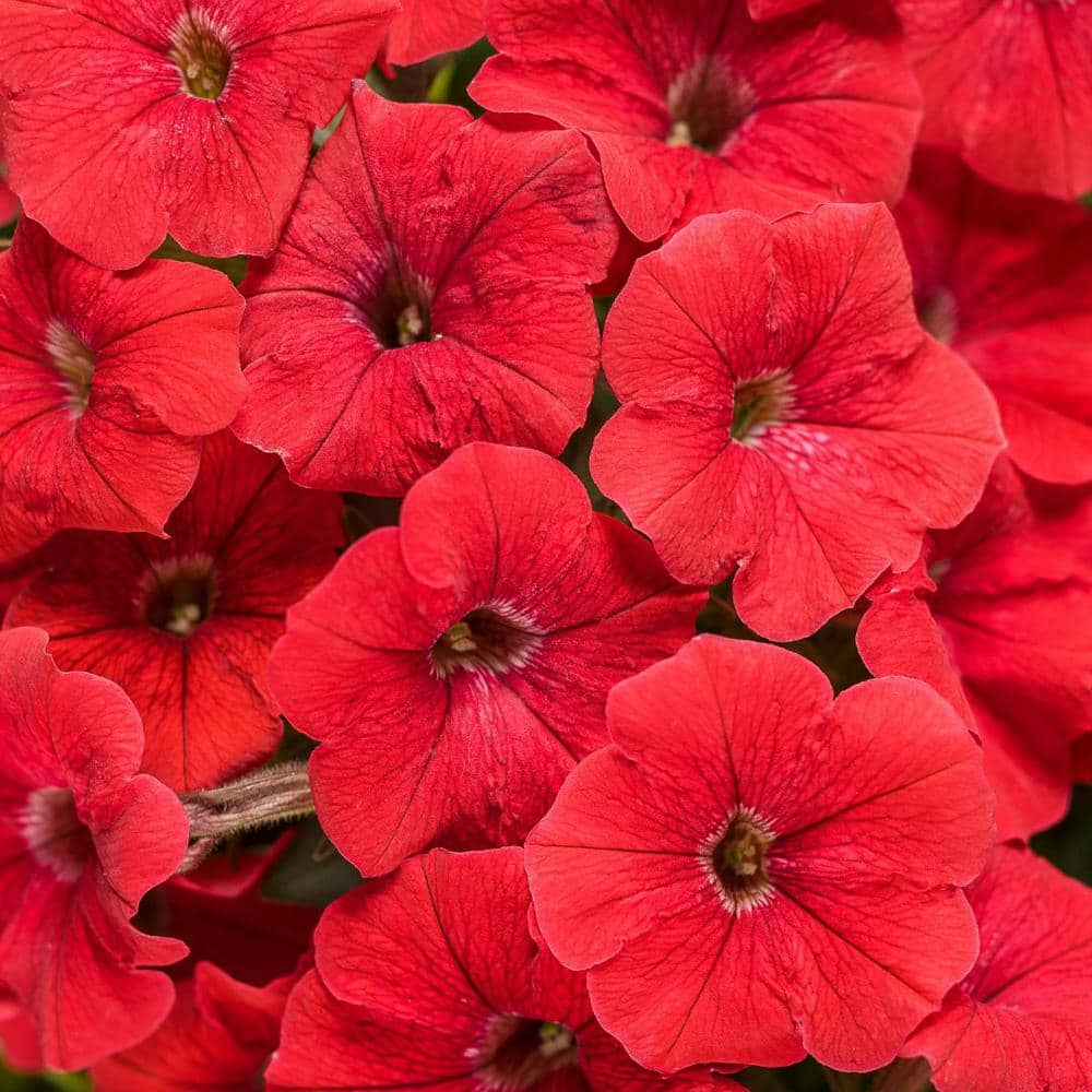 4.25 in. Eco+Grande Supertunia Really Red (Petunia) Live Plant, Red Flowers (4-Pack) - Hercitys