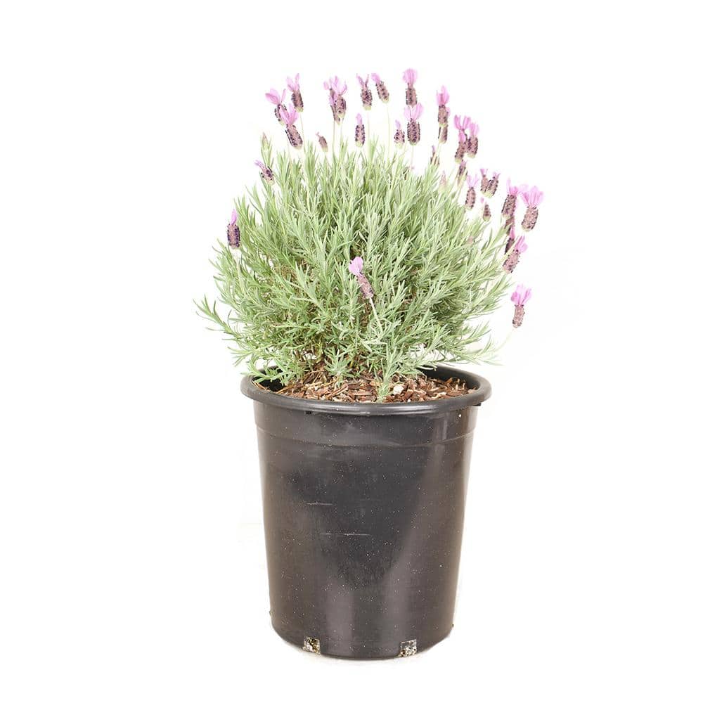 #5 Container Spanish Lavender Shrub - Hercitys