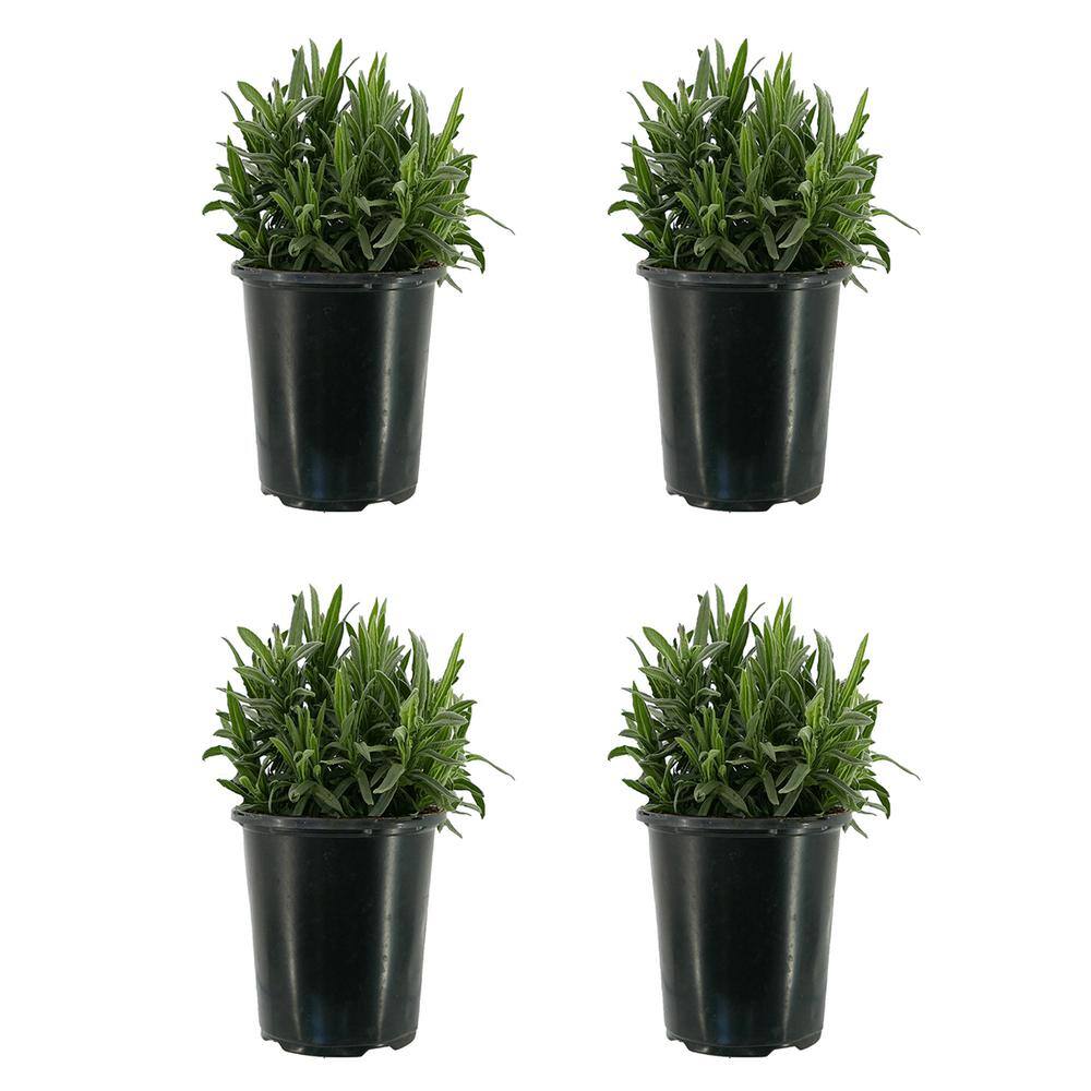 2.5 qt. Perennial Lavender stoechas Spanish Purple (4-Pack) - Hercitys