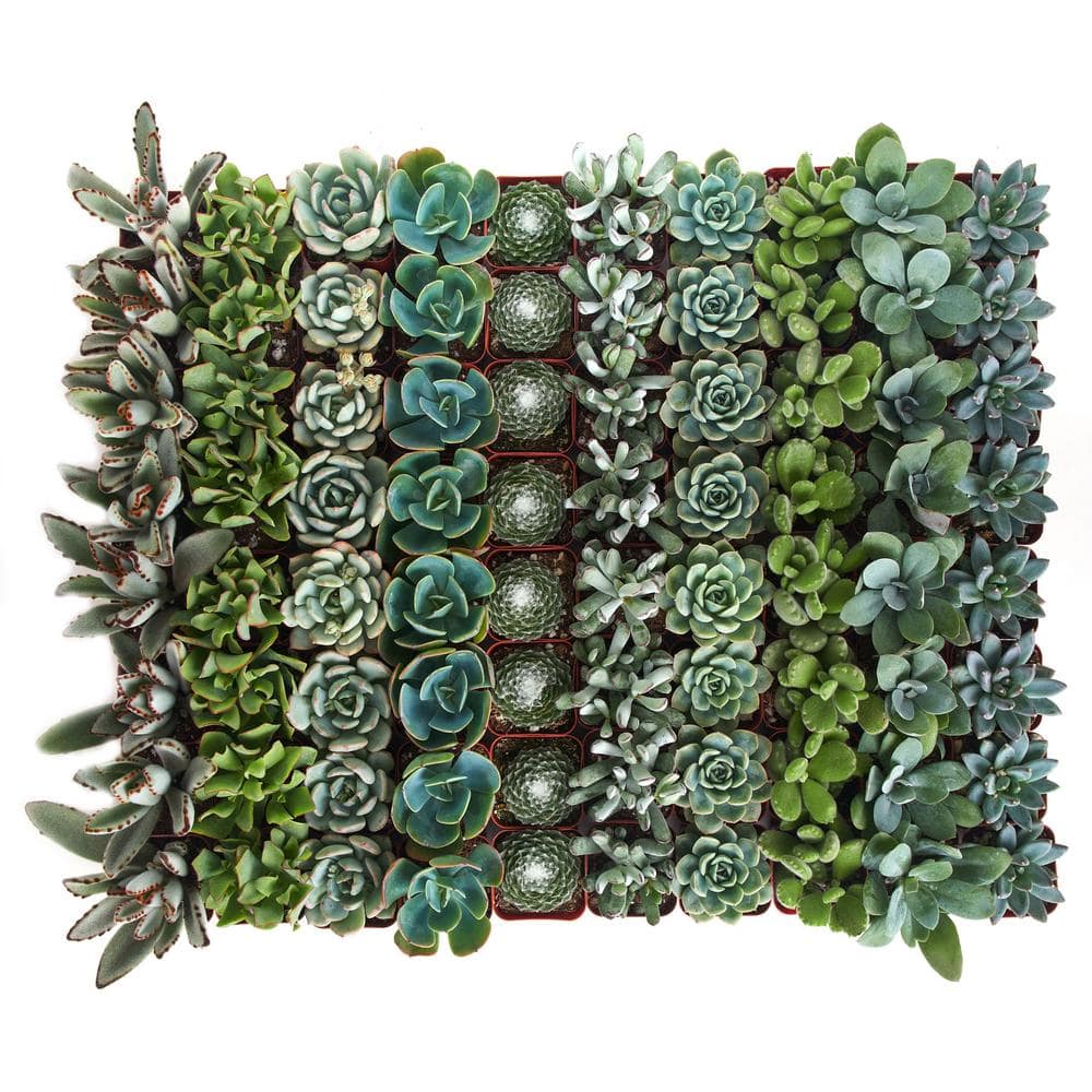 2 in. Blue/Green Collection Succulent (Collection of 32) - Hercitys
