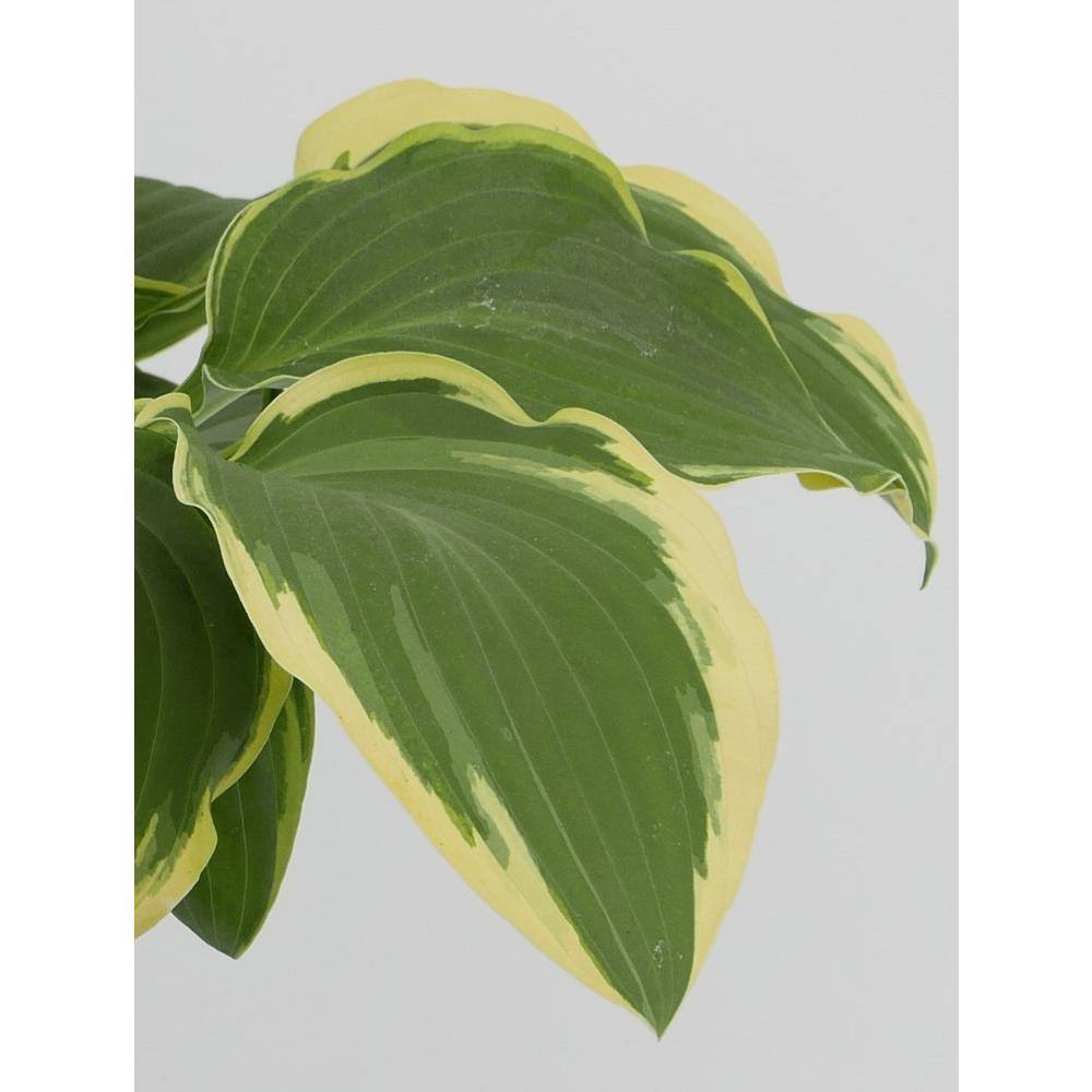 1.0 qt. Perennial Hosta Yellow Variegated - Hercitys