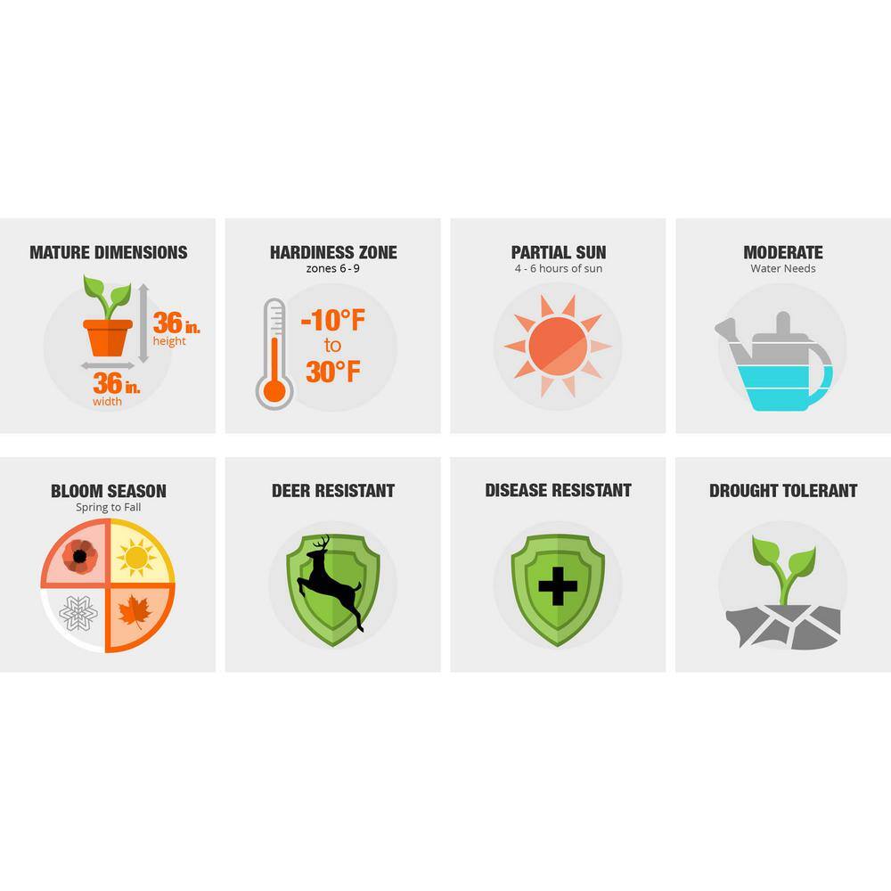 2 Gal. Autumn Fire Shrub with True Red Reblooming Flowers - Hercitys