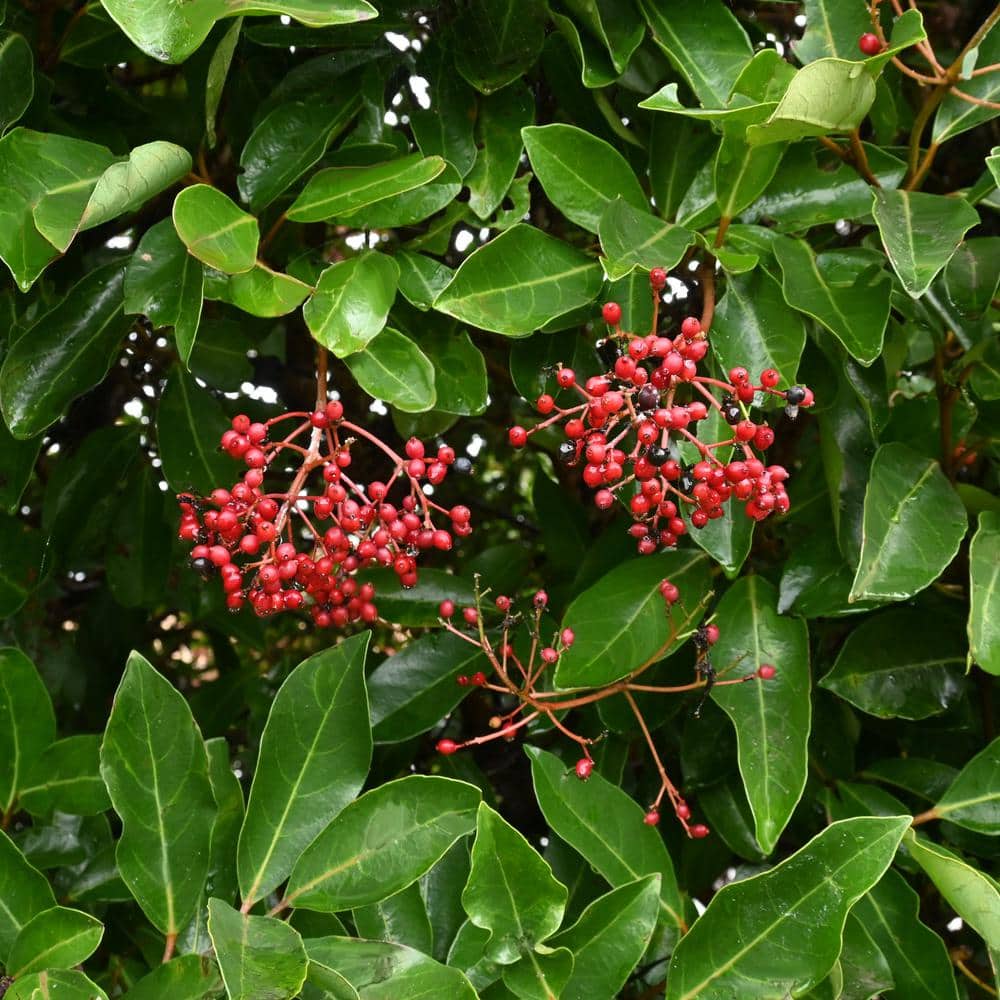 3 gal. Viburnum Chindo Shrub with White Flowers - Hercitys