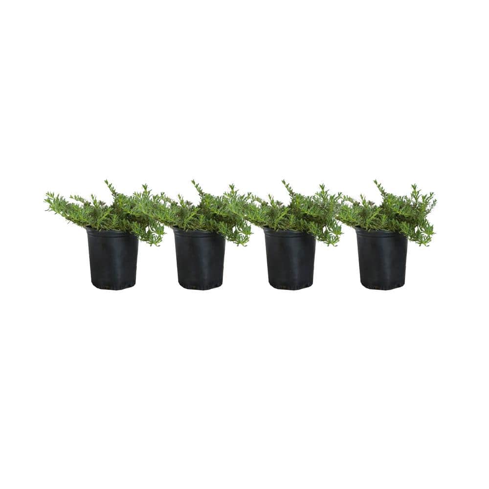 #1 Container Creeping Myoporum Ground Cover Plant (4-Pack) - Hercitys