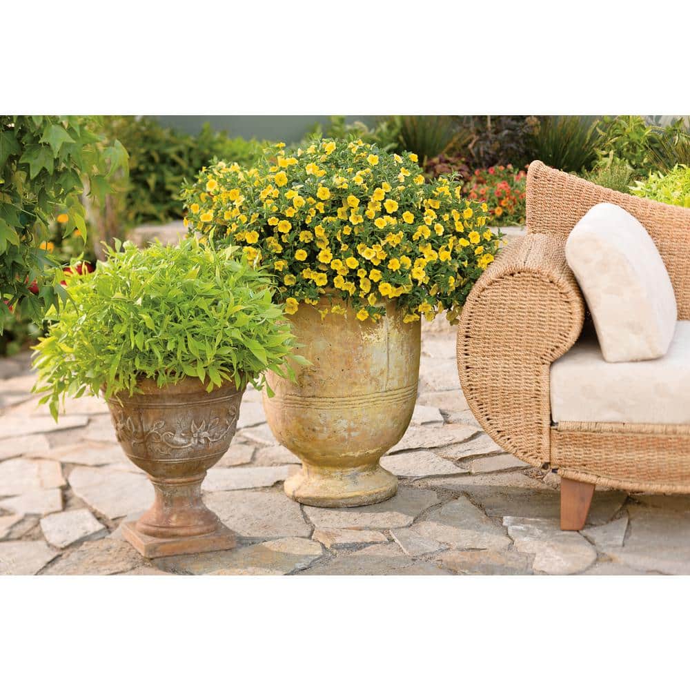 4.25 in. Eco+Grande Superbells Yellow (Calibrachoa) Live Plant, Yellow Flowers (4-Pack) - Hercitys
