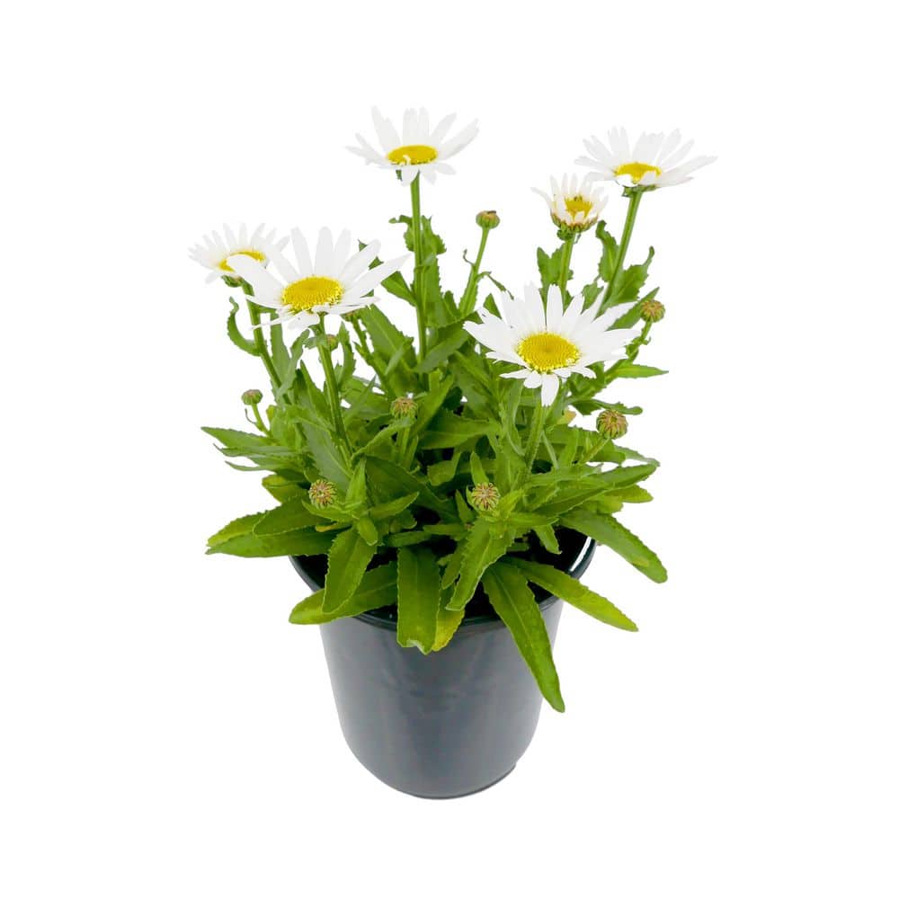 1.5 GL Leucanthemum Sweet Daisy Birdy Perennial Plant with White Flowers-1 Pack - Hercitys