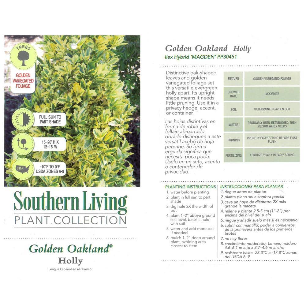 3 Gal. Golden Oakland Holly Plant with Golden Variegated Foliage - Hercitys