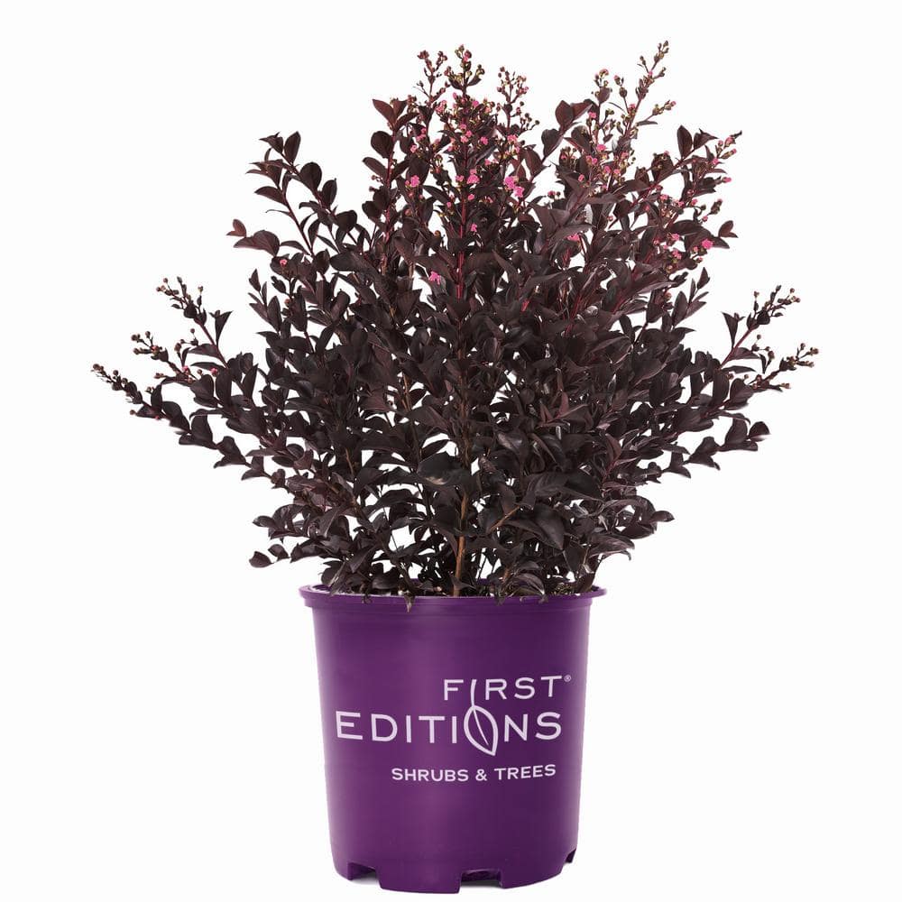 2 Gal. Shadow Magic Crape Myrtle Flowering Shrub with Dark Leaves and Dark Pink Flowers - Hercitys