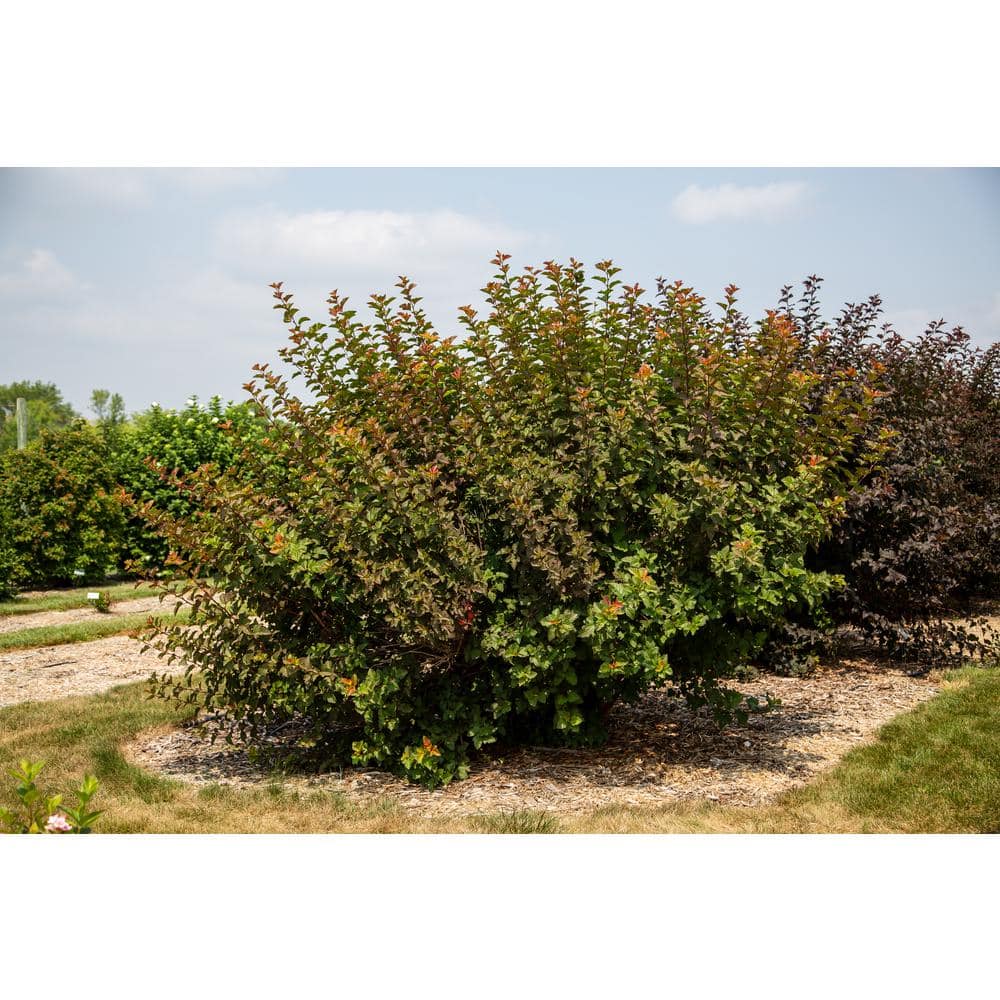 2 Gal. Amber Jubilee Ninebark (Physocarpus) Live Shrub with White Flowers - Hercitys