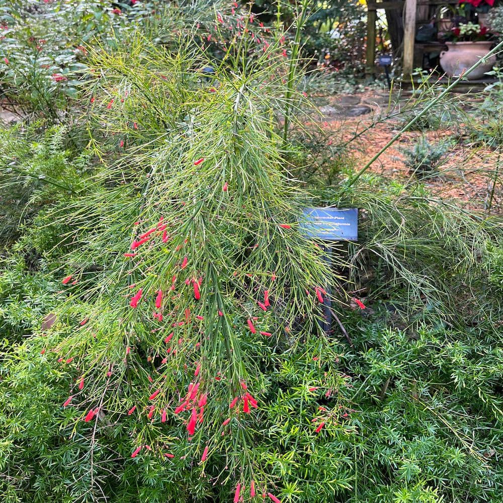 3 Gal. Firecracker Plant Flowering Shrub with Scarlet Red Flowers - Hercitys