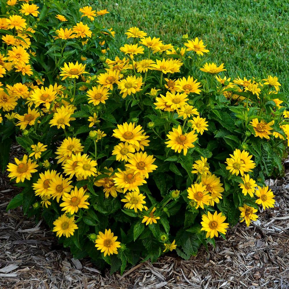 0.65 Gal. Tuscan Gold False Sunflower (Heliopsis helianthoides) Live Perennial Plant with Yellow Flowers - Hercitys