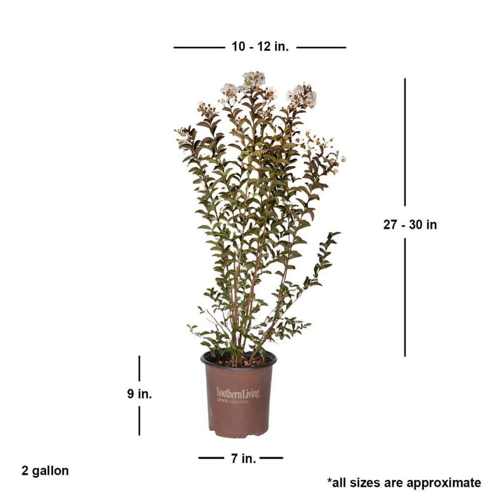 2 Gal. Delta Moonlight Crape Myrtle, Live Deciduous Shrub/Tree, Burgundy Foliage , White Blooming - Hercitys