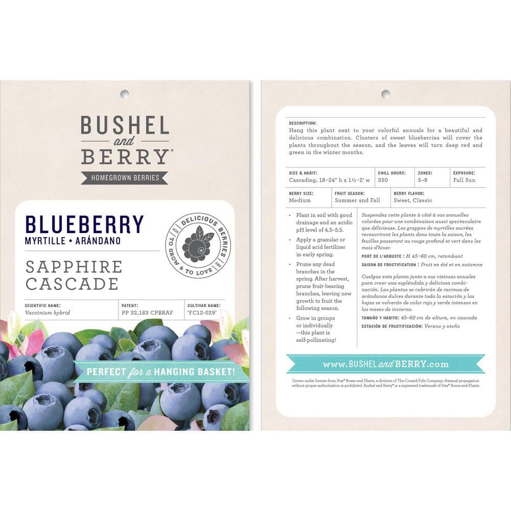 1 Gal. Bushel and Berry Sapphire Cascade Hanging Blueberry Live Plant - Hercitys