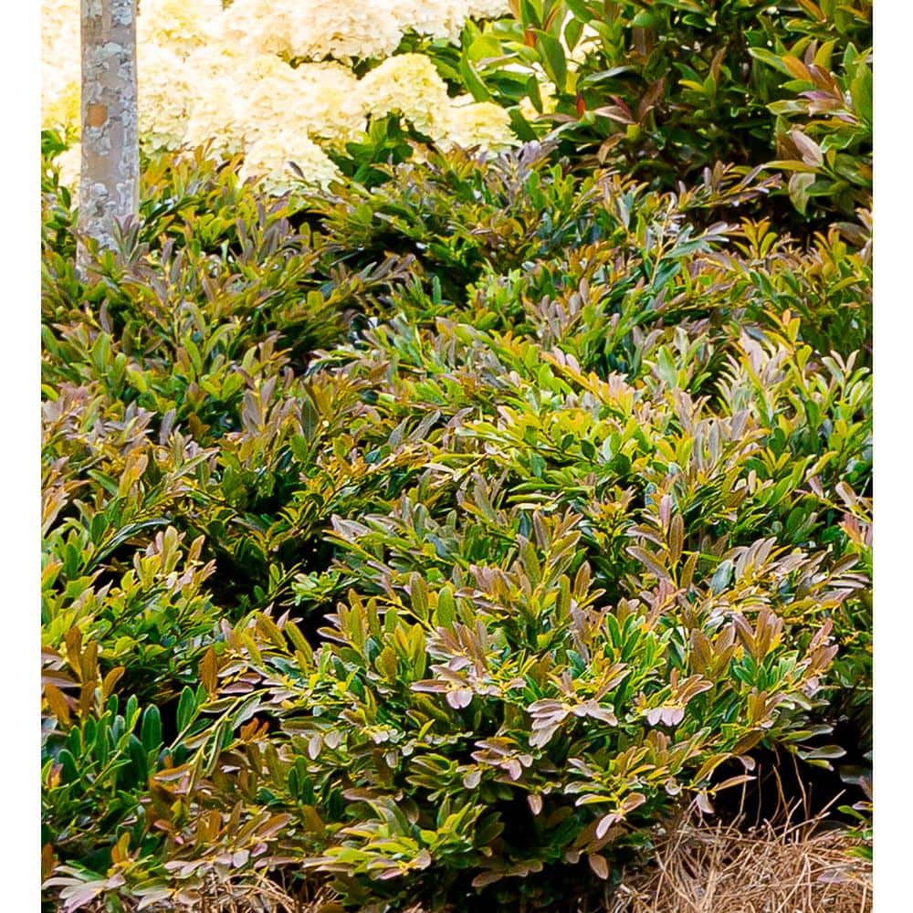 2 Gal. Cast in Bronze Distylium, Evergreen Shrub with Fast Growing Upright Habit - Hercitys