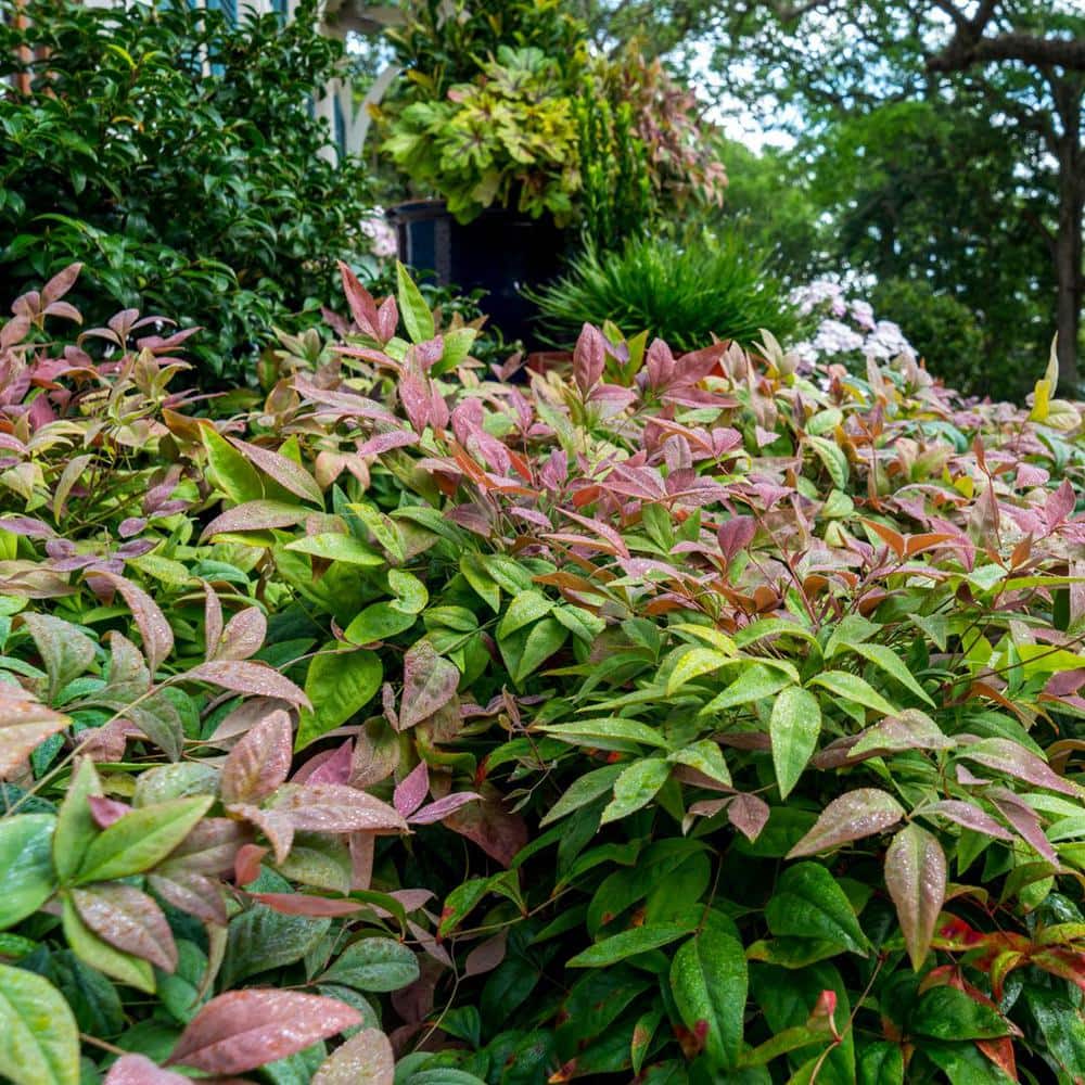 2.5 Qt. Blush Pink Nandina, Live Evergreen Shrub, Pink to Red Blushing Foliage - Hercitys