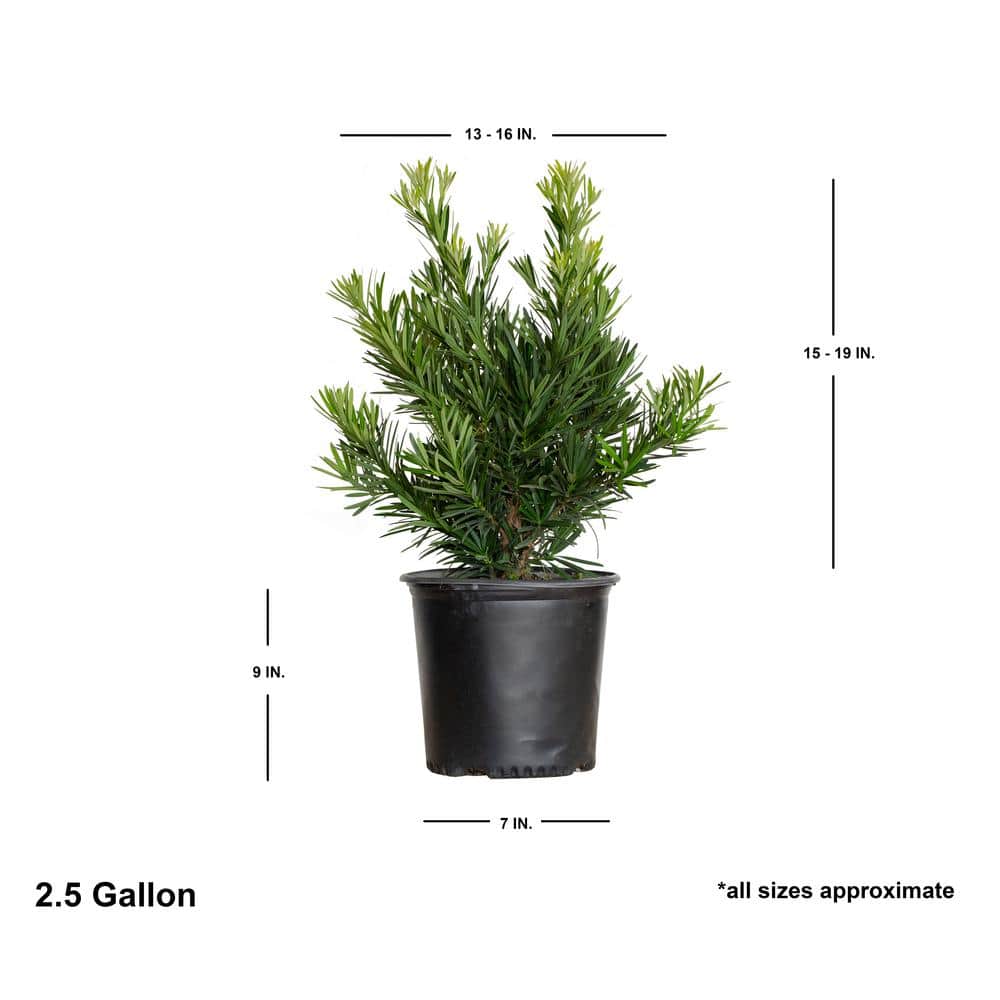 2.5 Gal. Pringles Dwarf Podocarpus Macrophyllus Live Evergreen Shrub - Hercitys