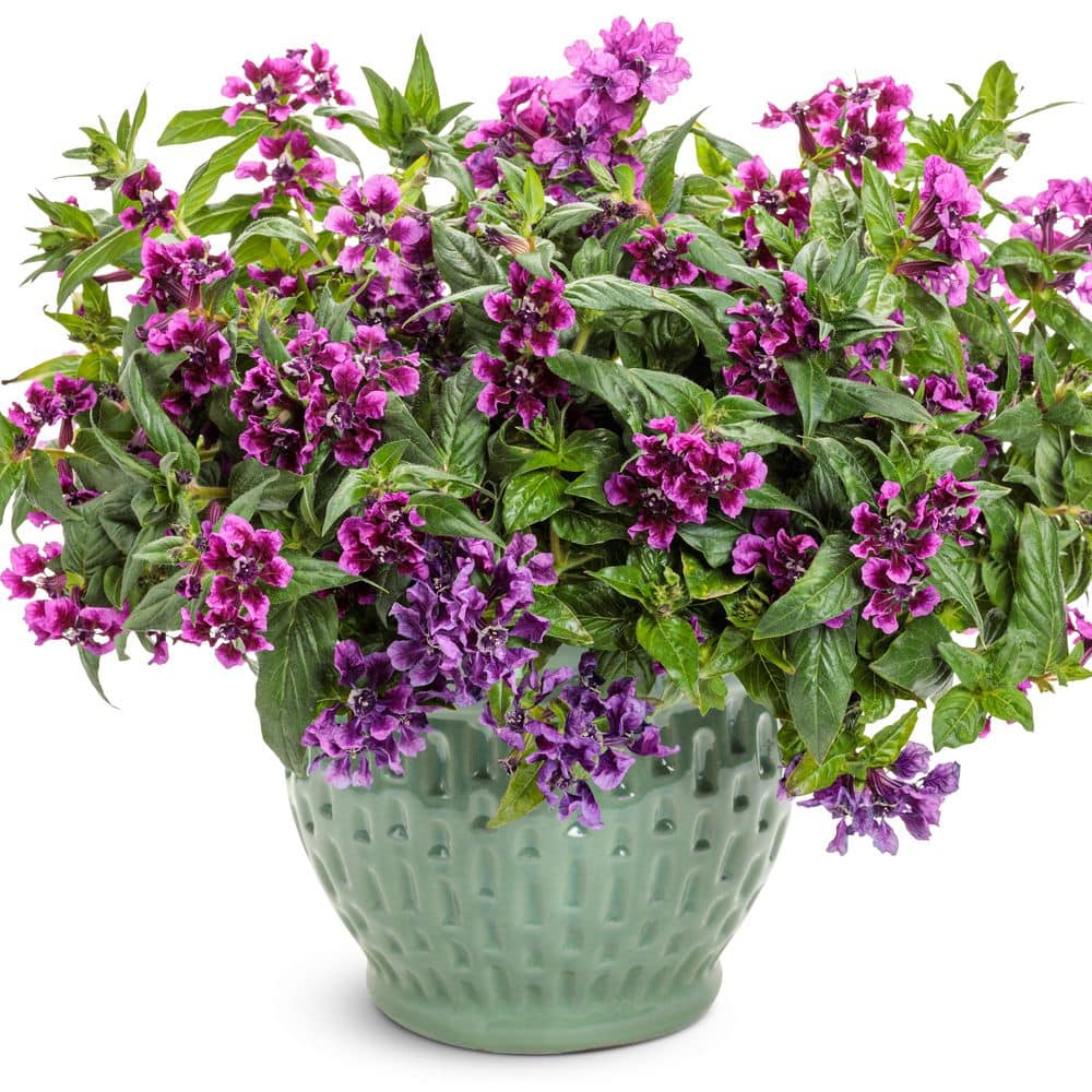 4.25 in. Eco+ Grande Totally Tempted Vivid Violet Cuphea (Procumbens) Live Annual Plant with Purple Flowers 4-Pack - Hercitys