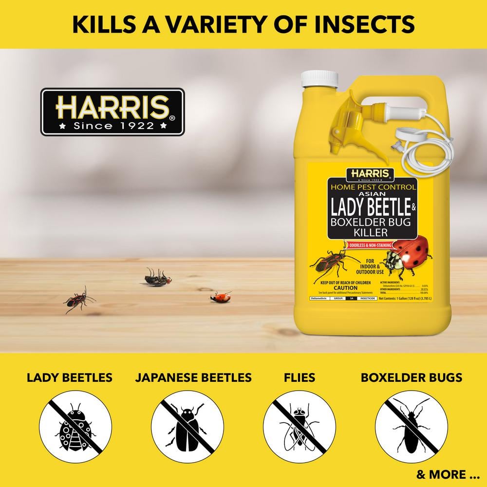 1 Gal. Asian Lady Beetle and Box Elder Bug Killer (3-Pack) - Hercitys