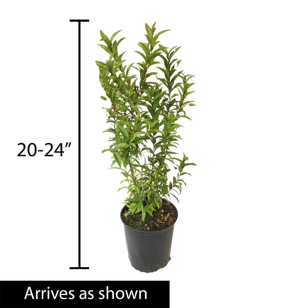 1.50 Gal. Pot Flowering Ornamental Almond Shrub Grown (1-Pack) - Hercitys