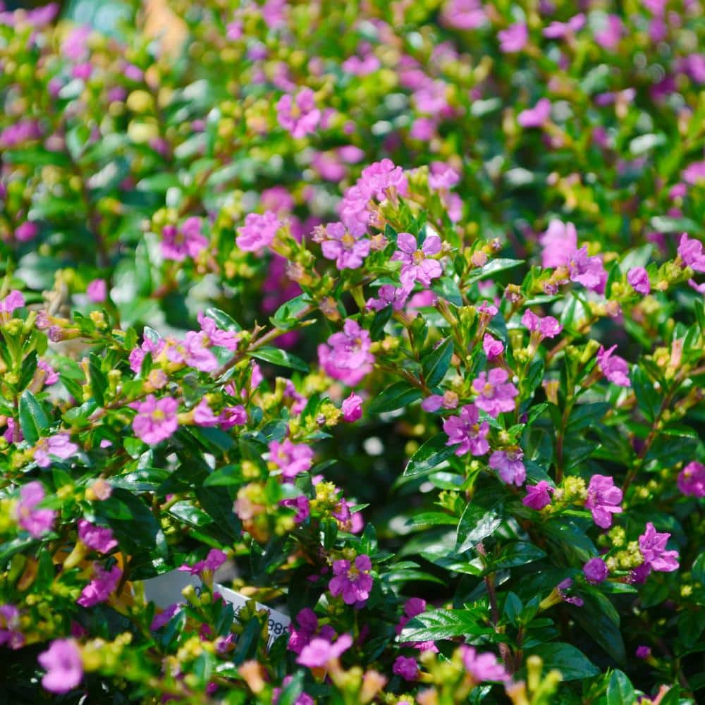 2.5 in. Cuphea Enchantia Lavender Perennial Plant with Purple Flowers (3-Pack) - Hercitys