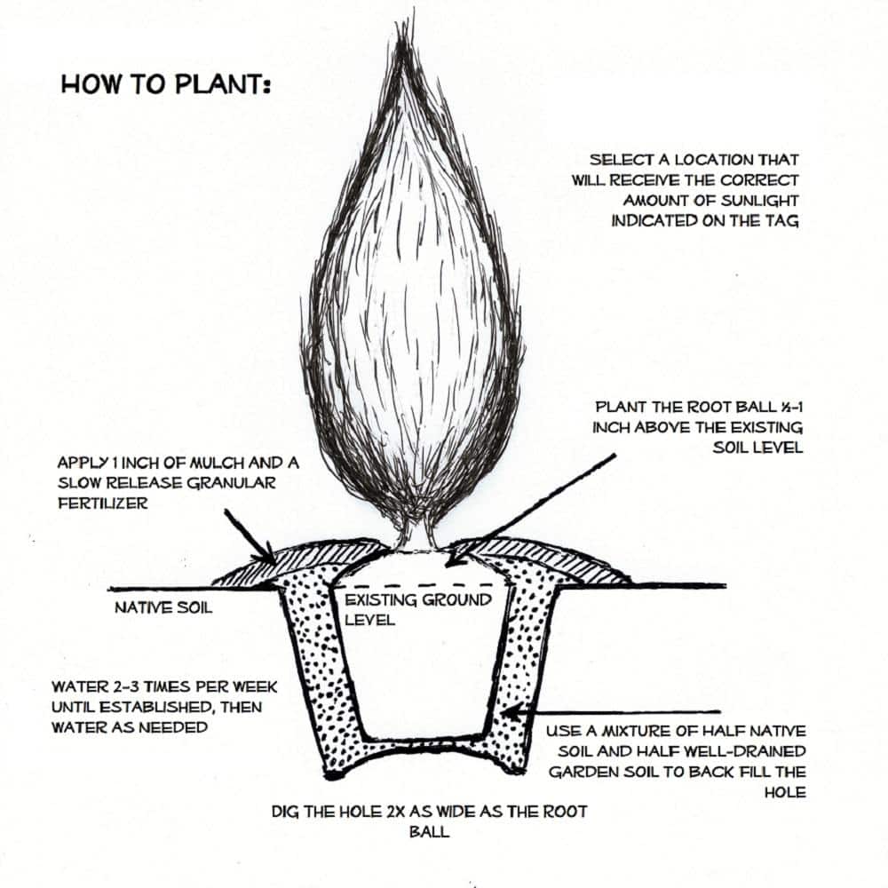2.5 Gal – Carolina Sapphire Cypress, Live Evergreen Tree, Light Blue-Green Foliage - Hercitys