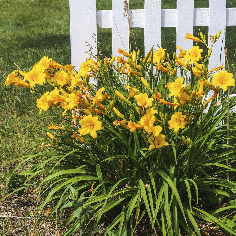2.5 Qt. Evergreen Stella Golden-Yellow Live Perennial Daylily Plant, Fragrant and Trumpet-Shaped Flowers - Hercitys