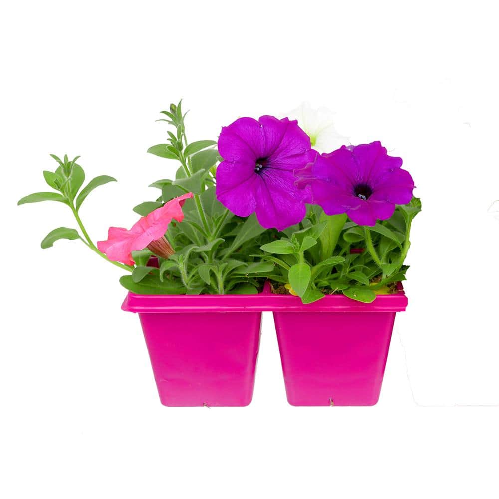 4-Pack Wave Petunia Mix Annual Plant with Assorted Flowers - Hercitys