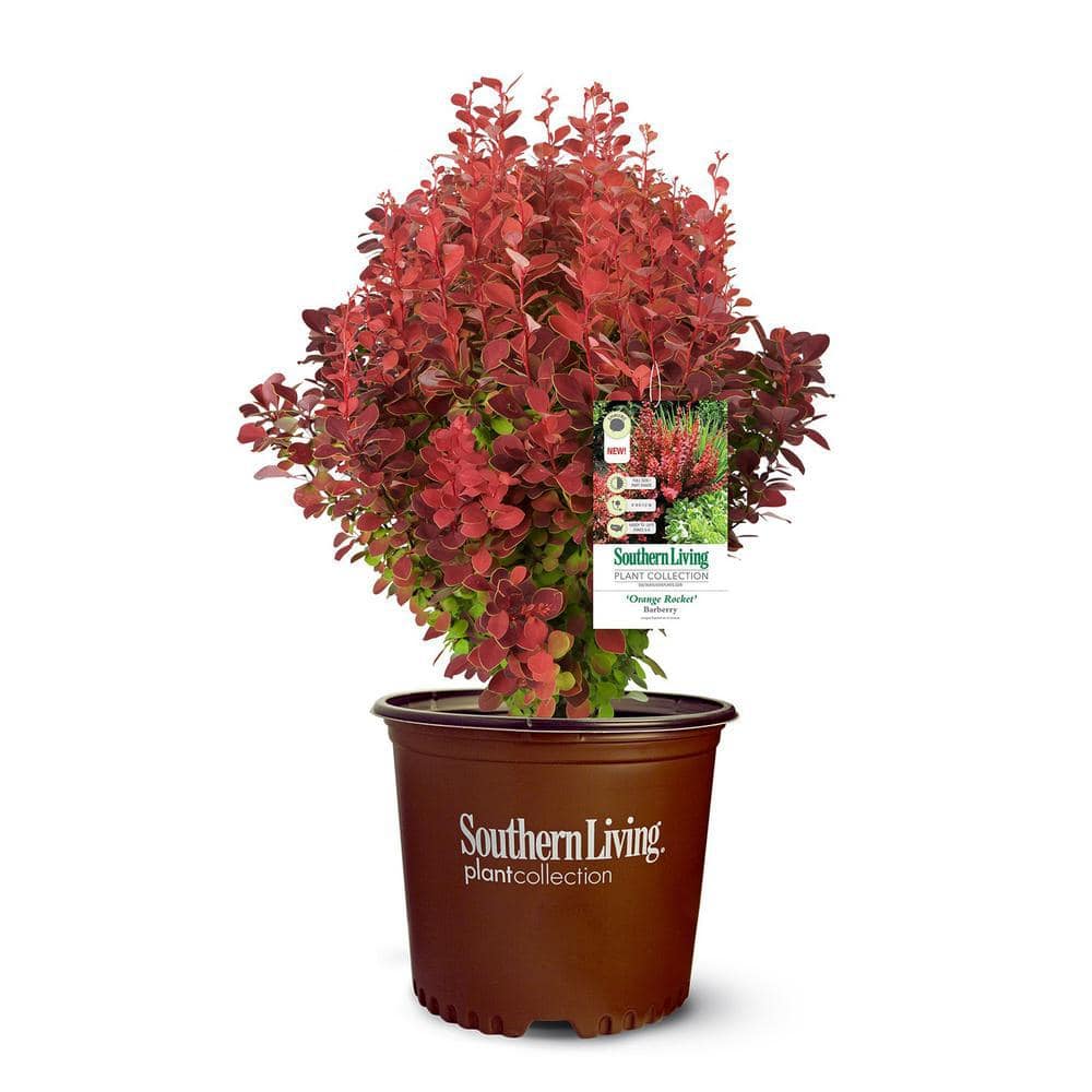 2 Gal. Orange Rocket Barberry Shrub - Hercitys