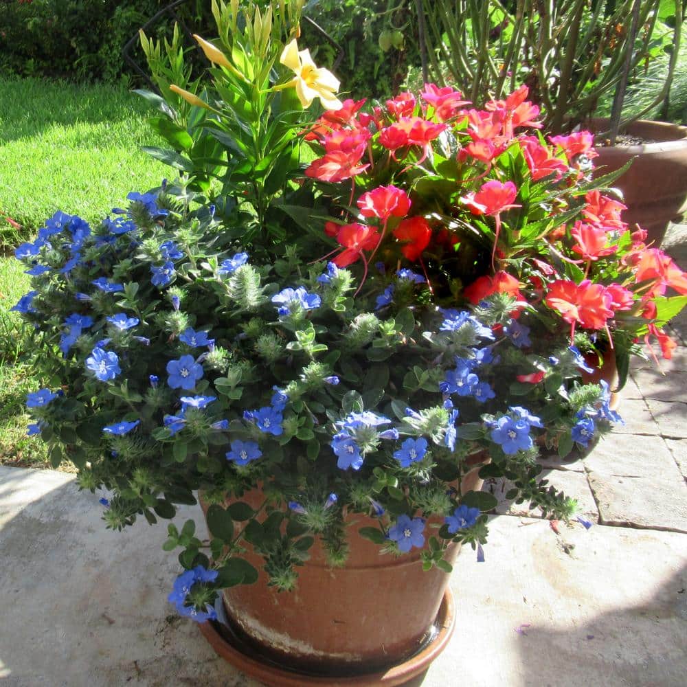 4 in. Beach Bum Blue Evolvulus Glomeratus Perennial Plant with Blue Flowers (3-Pack) - Hercitys