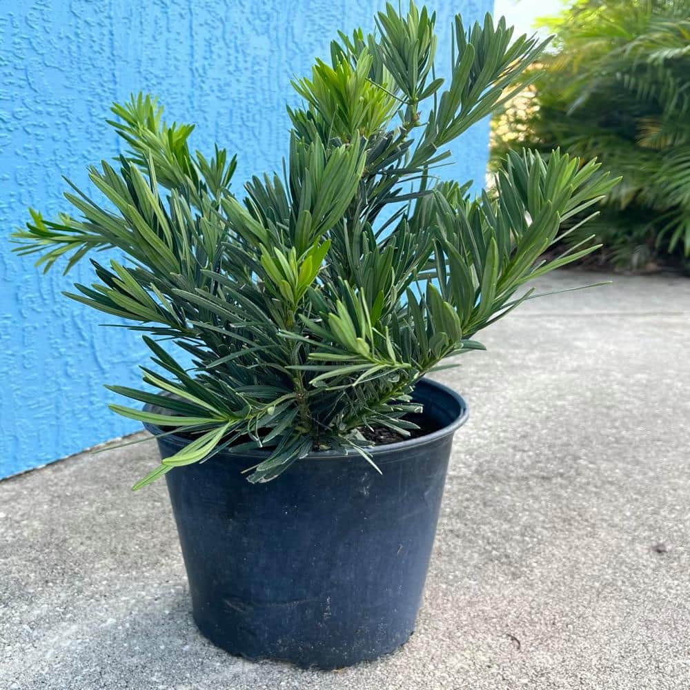 3 Gal. Pringles Podocarpus Dwarf Yew Shrub - Hercitys